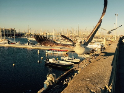 IMG 3352  FR: Port de Sète