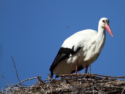 IMG 6401  FR: Cygogne Blanche UK: White Stork DE: Weissstorch