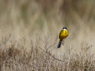 IMG 6452  FR: Bergeronnette printanière (Motacilla flava) UK: Western yellow wagtail DE: Schafstelze