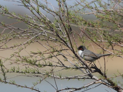 IMG 6498 copy  FR: Fauvette mélanocéphale(Sylvia melanocephala) UK: Sardinian warbler DE: Samtkopf-Grasmücke