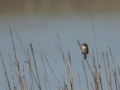IMG 6517 copy  FR: Citiscole des joncs (Cisticola juncidis) UK: Zitting cisticola DE: Cistensänger