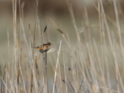 IMG 6523 copy  FR: Citiscole des joncs (Cisticola juncidis) UK: Zitting cisticola DE: Cistensänger