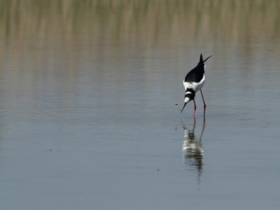 IMG 6574 copy  FR: Échasse blanche (Himantopus himantopus) UK: Black-winged stilt DE: Stelzenläufer