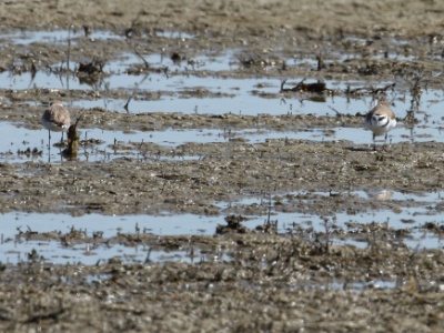 IMG 6627 copy  FR: Pluvier à collier interrompu(Charadrius alexandrinus) UK: Kentish plover DE: Seeregenpfeifer