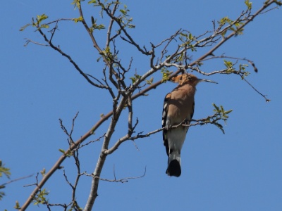 IMG 6655 copy  FR: Huppe fasciee (Upupa epops) UK: Eurasian Hoopoe DE: Wiedehopf