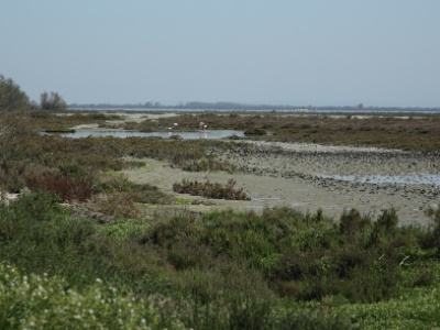 U09A1515  FR: Camargue