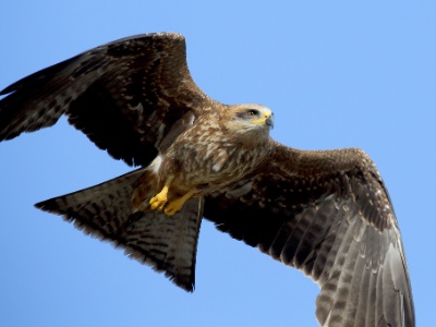 U09A1576  FR: Milan noir (Milvus migrans) UK: Black Kite DE: Schwarzmilan