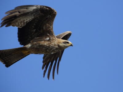 U09A1579  FR: Milan noir (Milvus migrans) UK: Black Kite DE: Schwarzmilan