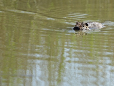 U09A1760 copy  FR: Ragondin (Myocastor coypus) UK: Coypu DE: Nutria