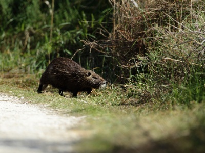 U09A1778 copy  FR: Ragondin (Myocastor coypus) UK: Coypu DE: Nutria
