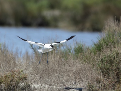U09A1811 copy  FR: Avocette élégante (Recurvirostra avosetta) UK: Pied avocet DE: Säbelschnäbler
