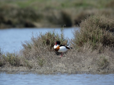 U09A1813  FR: Tadorne de Belon (Tadorna tadorna) UK: Shelduck DE: Kasarkas