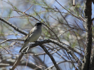 U09A1821 copy  FR:  Fauvette a tete noire (Sylvia atricapilla), male UK:  Eurasian Blackcap DE: Moenchsgrasmuecke