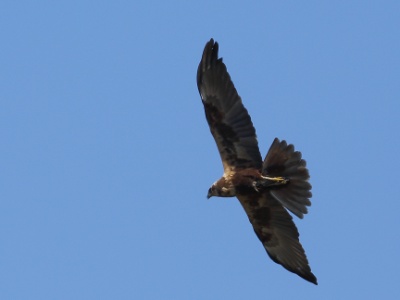 U09A1835  FR: Busard des roseaux UK: Western marsh harrier DE: Rohrweihe