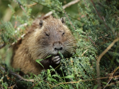 U09A1859  FR: Ragondin (Myocastor coypus) UK: Coypu DE: Nutria