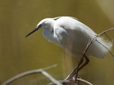 U09A1880  FR: Aigrette garzette(Egretta garzetta) UK: Little egret DE: Seidenreiher