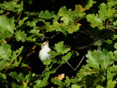 JA8A8380 copy  FR: Pouillot fitis (Phylloscopus trochilus) UK: Willow warbler DE: Fitis ES: Mosquitero musical