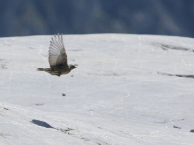 JA8A8426 copy  FR: Accenteur alpin (Prunella collaris) UK: alpine accentor DE: Alpenbraunelle ES: Acentor alpino