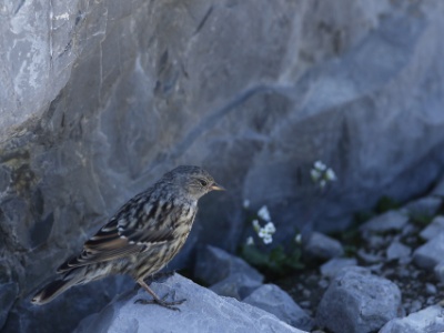 JA8A8442 copy  FR: Accenteur alpin (Prunella collaris) UK: alpine accentor DE: Alpenbraunelle ES: Acentor alpino