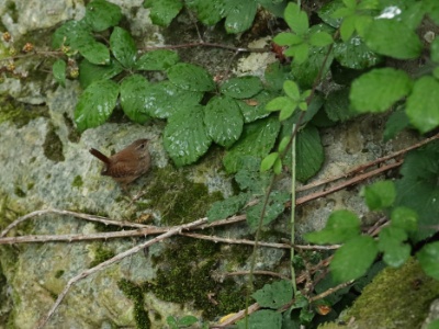 JA8A8890  FR:  Troglodyte mignon (Troglodytes troglodytes) UK: Winter Wren DE: Zaunkönig ES: El chochín (Troglodytes troglodytes)