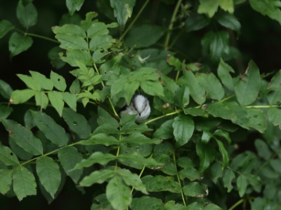 JA8A8916  FR: Mésange à longue queue UK: Long-tailed tit DE: Schwanzmeise ES: El mito (Aegithalos caudatus)