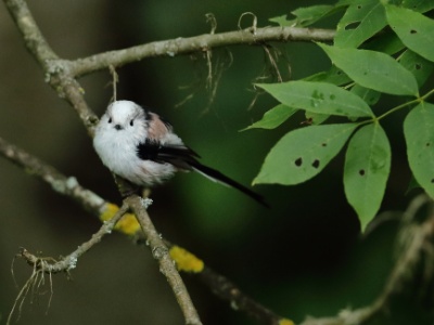 JA8A8923 copy  FR: Mésange à longue queue UK: Long-tailed tit DE: Schwanzmeise ES: El mito (Aegithalos caudatus)