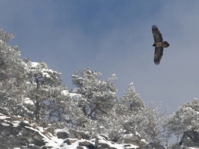 IMG 6199  FR: Gypaète barbu (Gypaetus barbatus) UK: Bearded Vulture DE: Bartgeier