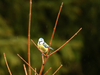 IMG 6221  FR: Mésange bleue (Parus caeruleus) UK: Blue Tit DE: Blaumeise