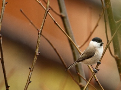 IMG 6222  FR: Mésange nonnette (Parus palustris) UK:  Marsh Tit DE: Sumpfmeise