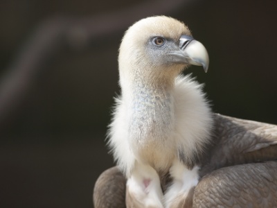 U09A0687  FR: Vautour fauve UK: Griffon vulture DE: Gänsegeier
