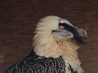 U09A0696  FR: Gypaète barbu (Gypaetus barbatus) UK: Bearded Vulture DE: Bartgeier
