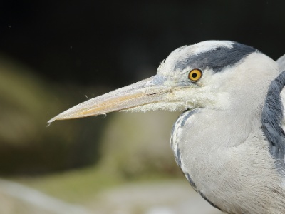 U09A0702  FR: Héron cendré (Ardea cinerea) UK: Grey Heron DE: Graureiher