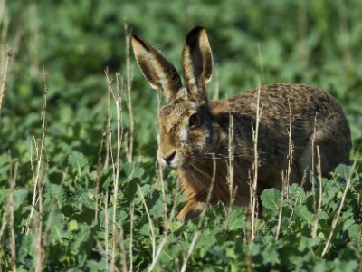 U09A0811 copy  FR: Lièvre(Lepus) UK: Hare :DE: Echte Hasen