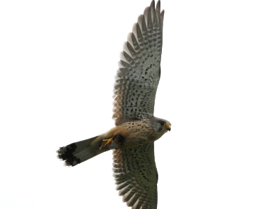 U09A0984 copy  FR: Faucon crécerelle (Falco tinnunculus) UK: Common Kestrel DE: Turmfalke
