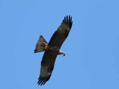 JA8A0995 copy