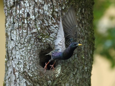 JA8A1028 copy  FR: Etourneau sansonnet (Sturnus vulgaris) UK: Common Starling DE: Star