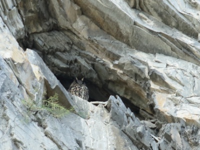 JA8A7228 copy  FR: Hibou grand-duc (Bubo bubo) UK: Eurasian eagle-owl DE: Uhu