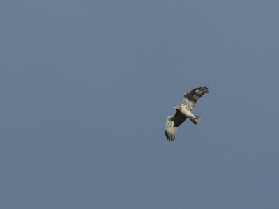 JA8A7269 copy  FR: Circaète Jean-le-Blanc (Circaetus gallicus) UK: Short-toed snake eagle DE: Schlangenadler