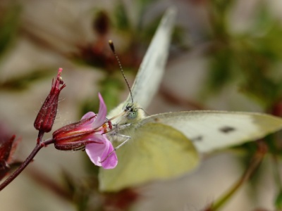 JA8A7393 copy  FR: Pieris brassicae (La piéride du choux)