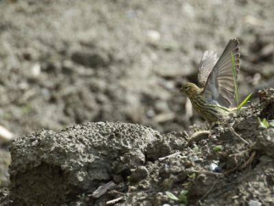 JA8A7595 copy  FR: Serin cini (Serinus serinus) UK: European serin DE: Girlitz