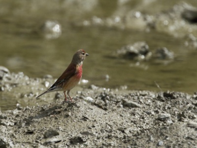 JA8A7646 copy
