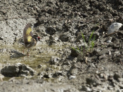 JA8A7703 copy  FR: Chardonneret élégant (Carduelis carduelis) UK: Eupean Goldfinch DE:  Distelfink