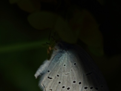 U09A7196  Lysandra bellargus (Le Bel-Argus)