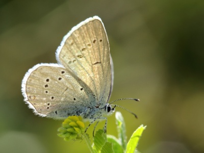 U09A7431  FR: Lysandra bellargus (Le Bel-Argus)