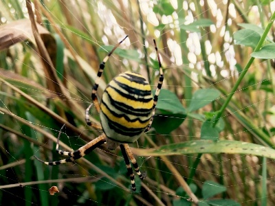 thumb IMG 4024 1024  FR: Argiope frelon