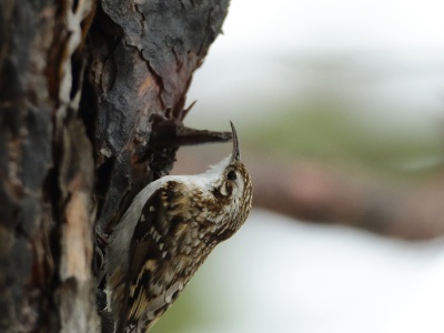 JA8A0188 copy  FRA: Grimpereau des bois(Certhia familiaris) GRB: Eurasian treecreeper DEU: Waldbaumläufer ESP: Certhia familiaris ITA: Certhia familiaris RUS: Обыкновенная пищуха CHN: 旋木雀