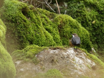 JA8A0598 copy  FRA: Cincle plongeur (Cinclus cinclus) GRB:  White-throated Dipper DEU: Wasseramsel ESP: mirlo acuático europeo ITA: merlo acquaiolo RUS: Оляпка CHN: 白喉河乌