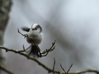 JA8A9717 copy  FRA: Mésange à longue queue GRB: Long-tailed tit DEU: Schwanzmeise ESP: El mito (Aegithalos caudatus) ITA: codibùgnolo RUS: Длиннохвостая синица CHN: 银喉长尾山雀