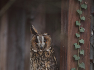 U09A8303  FRA: Hibou moyen-duc (Asio otus) GRB: ong-eared owl DEU: Waldohreule ESP: Asio otus ITA: Asio otus RUS: Ушастая сова CHN: 长耳鸮