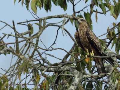 U09A0061 copy  FRA: Milan noir (Milvus migrans) GRB: Black Kite DEU: Schwarzmilan ESP: Milvus migrans ITA: Milvus migrans RUS: Чёрный коршун CHN: 黑鸢